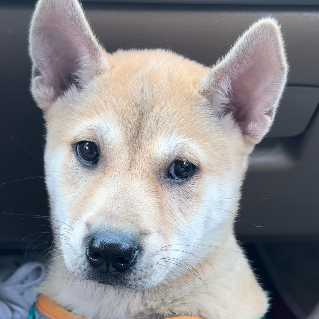 中华田园犬～土豆🥔
