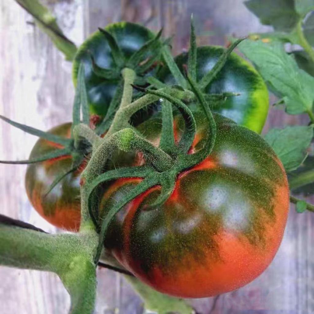 仁心好果(盘锦碱地西红柿)