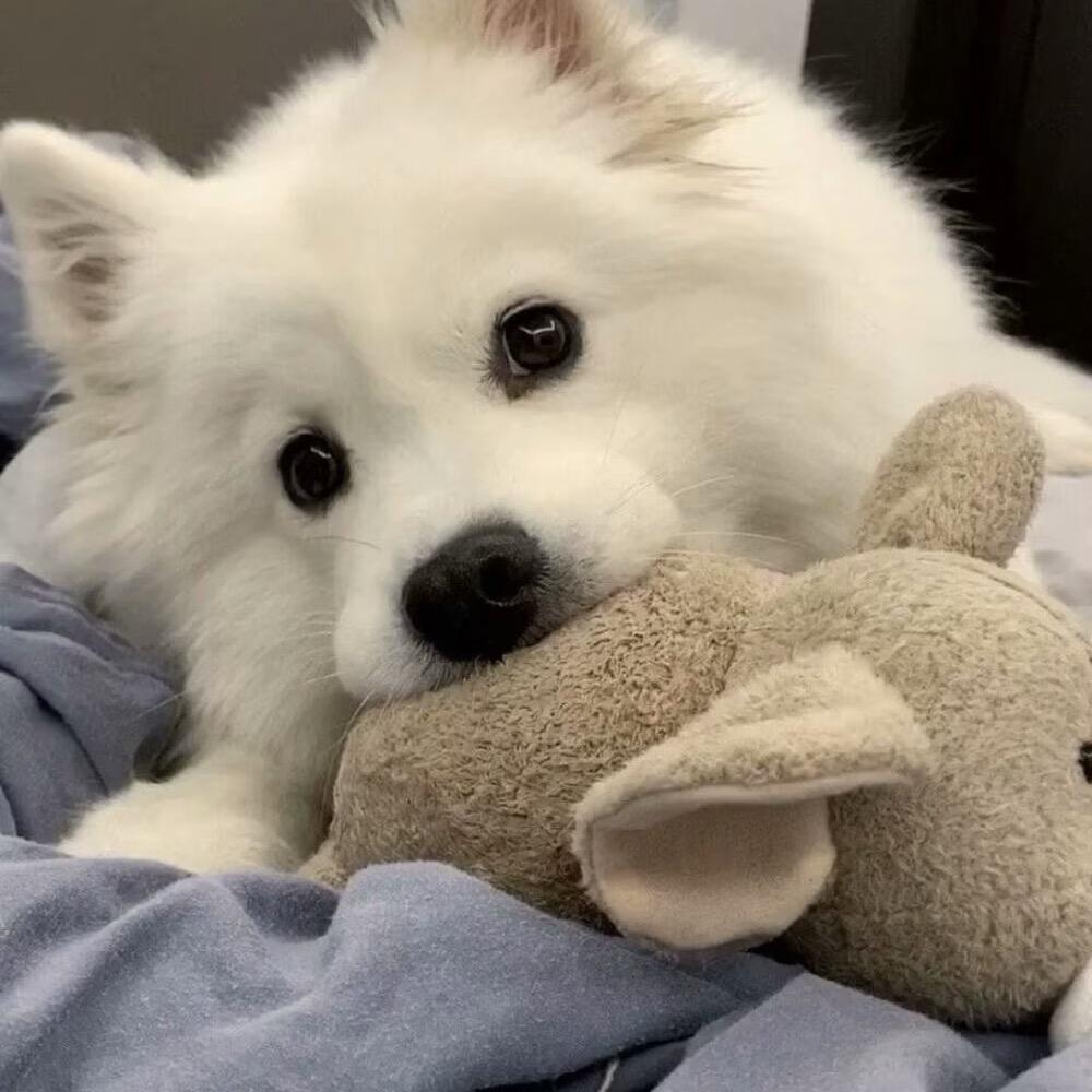 简爱