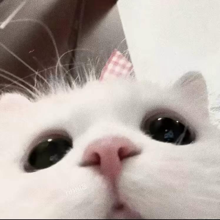 赵子怡天天开心