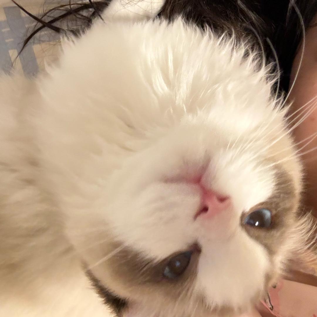 馒头咸菜
