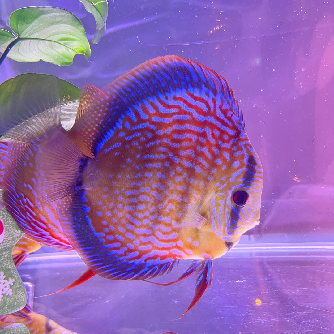 阳阳洋