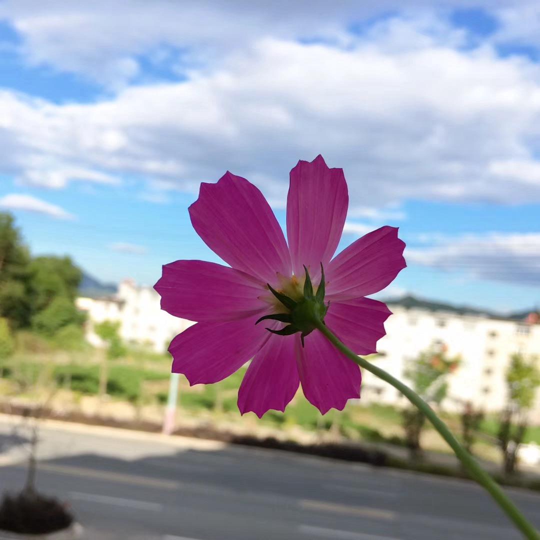 听，花的诉说🍀