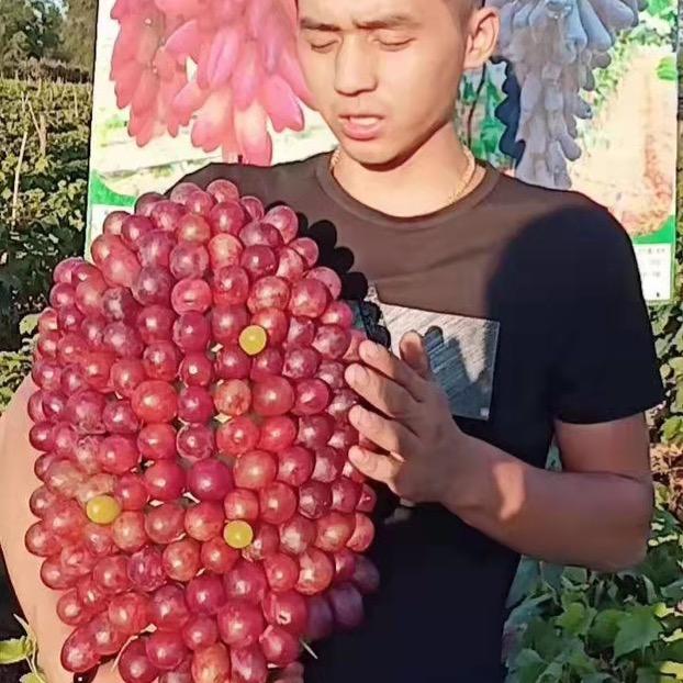 小伦葡萄苗木繁育基地
