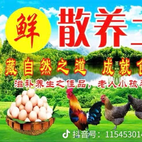 AAA鸡蛋批发鸡哥🥚