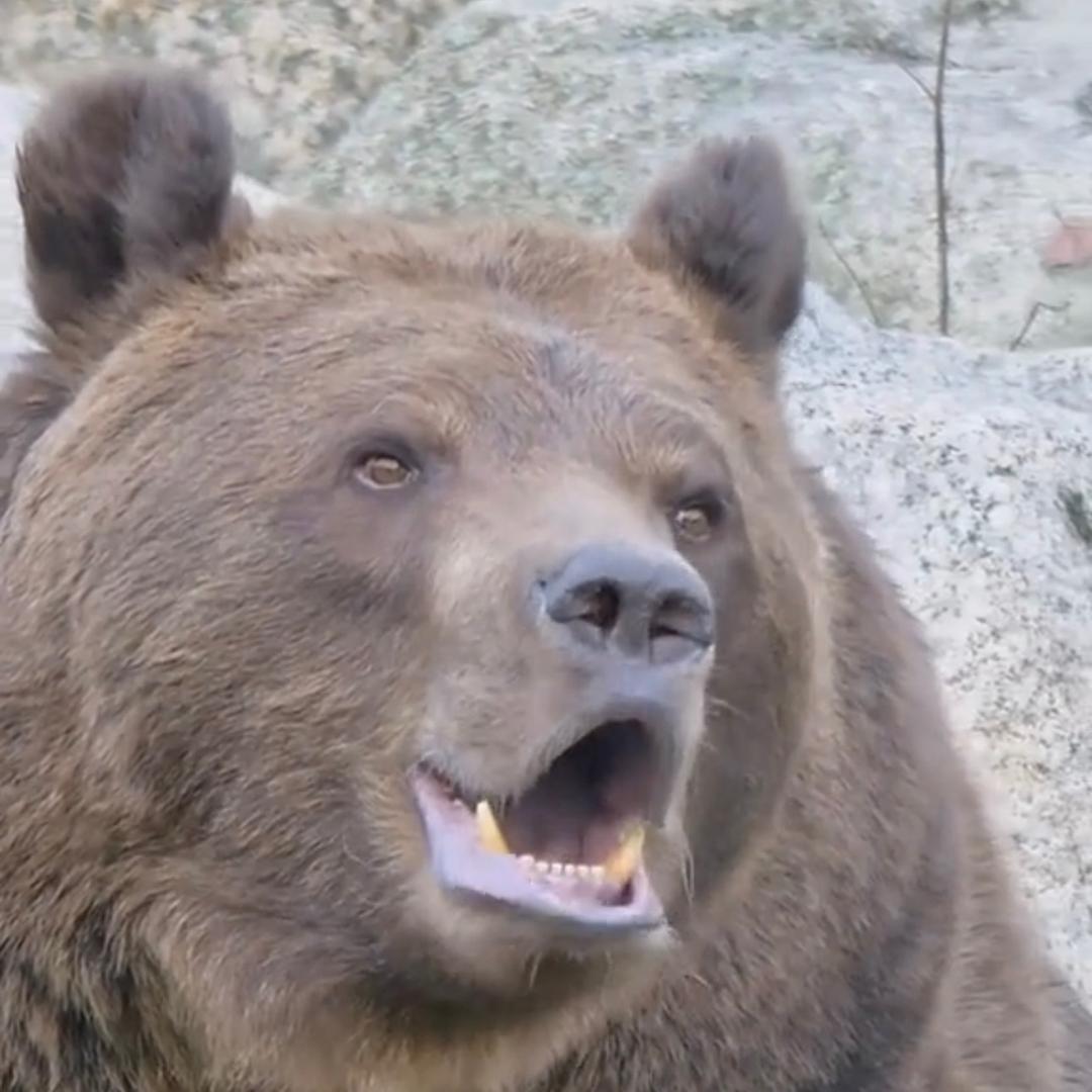 拉不出💩的🐻