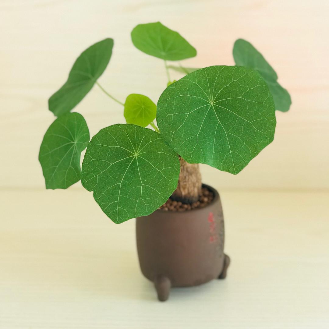 光缘素
