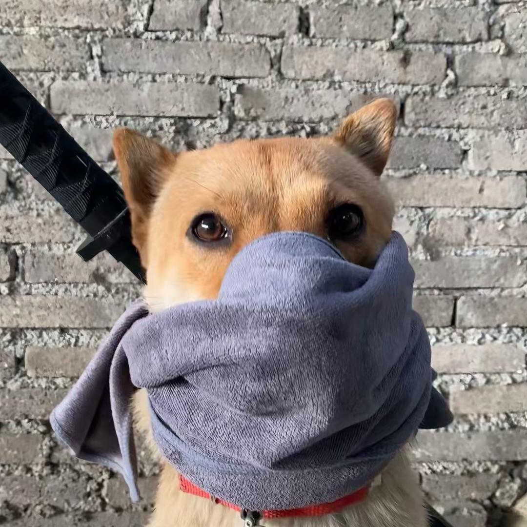 正在发财，好运来