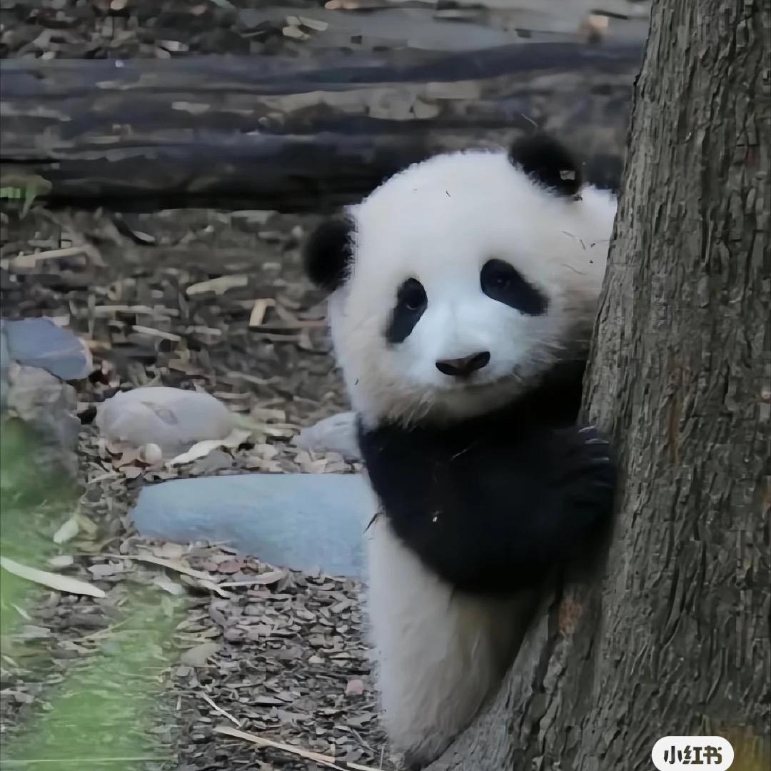 这个同学真倒霉头像