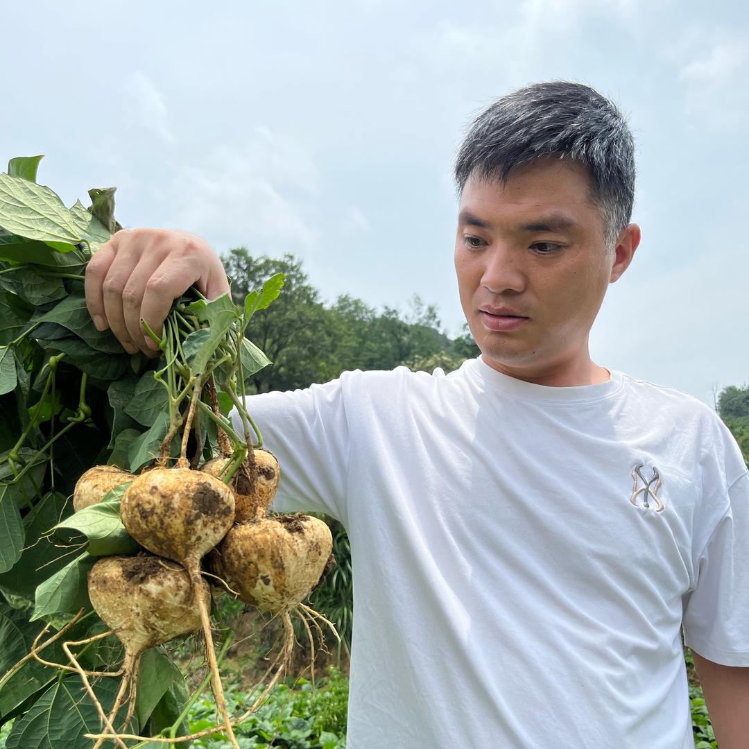 黔农幺哥(贵州安顺地萝卜)