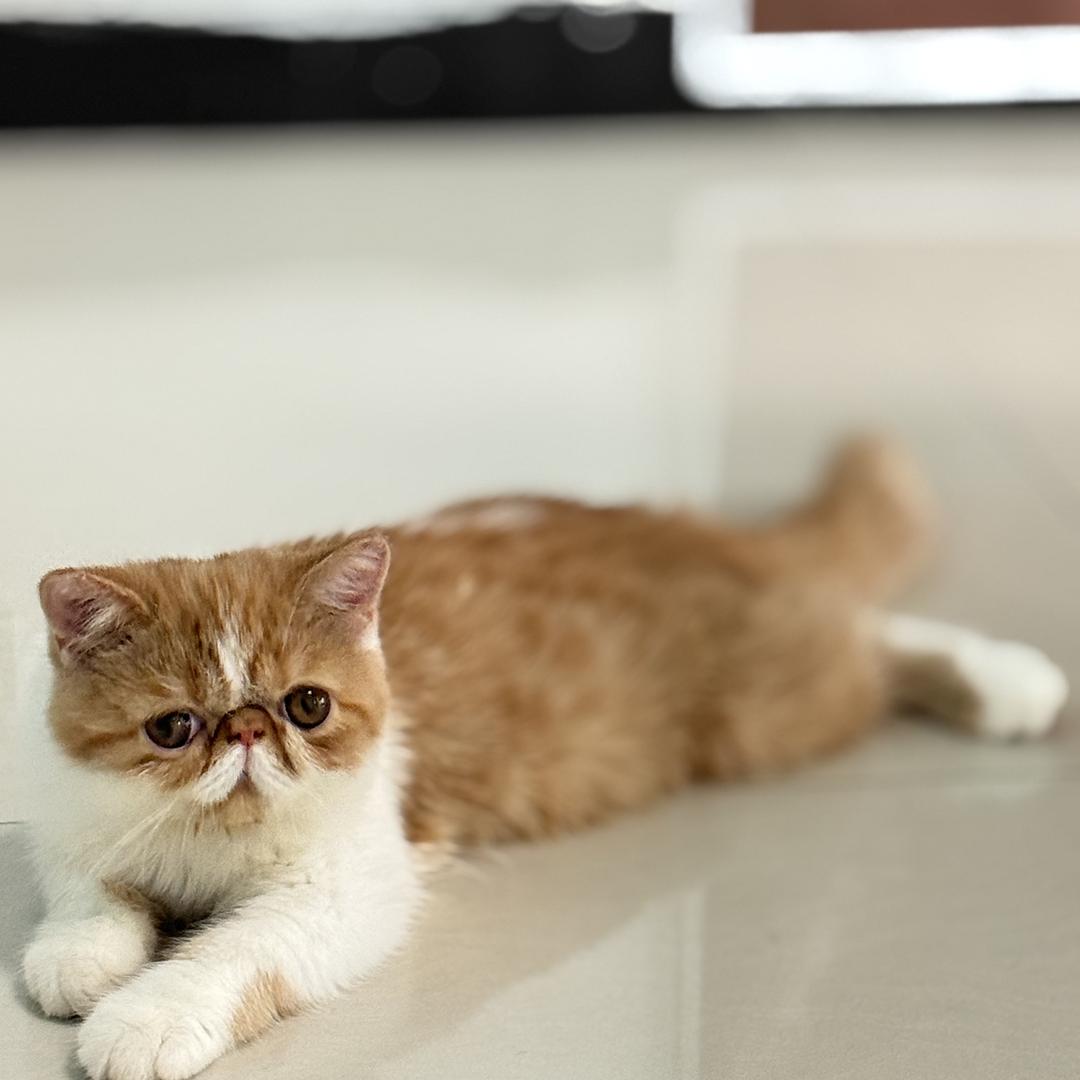 CARFIELD加菲猫工厂店