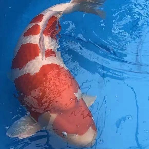 小院遇鲤