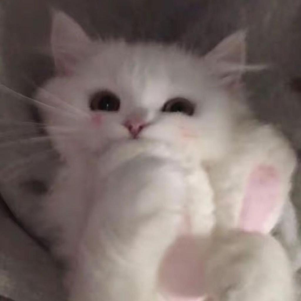 鑫鑫大王