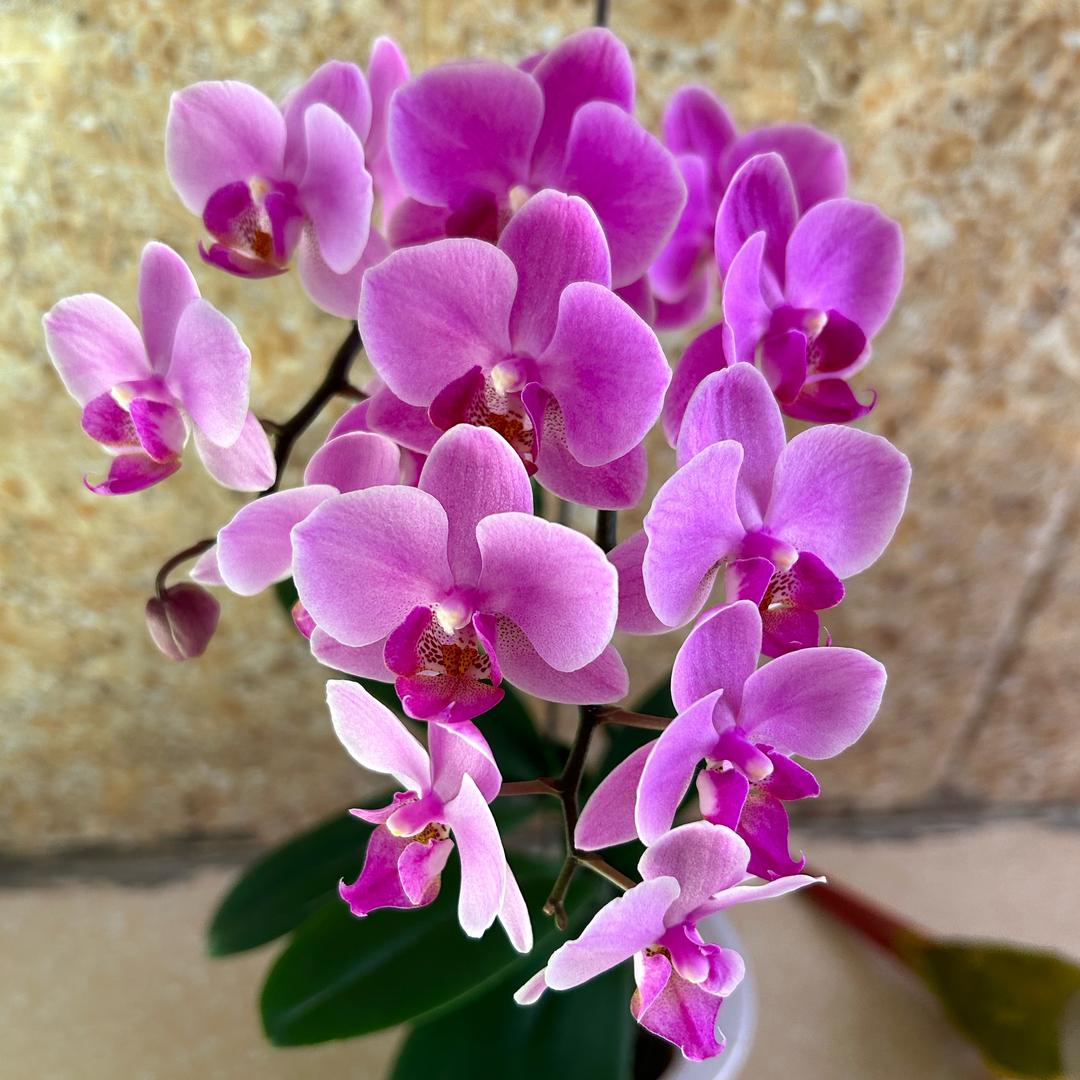 小草💝