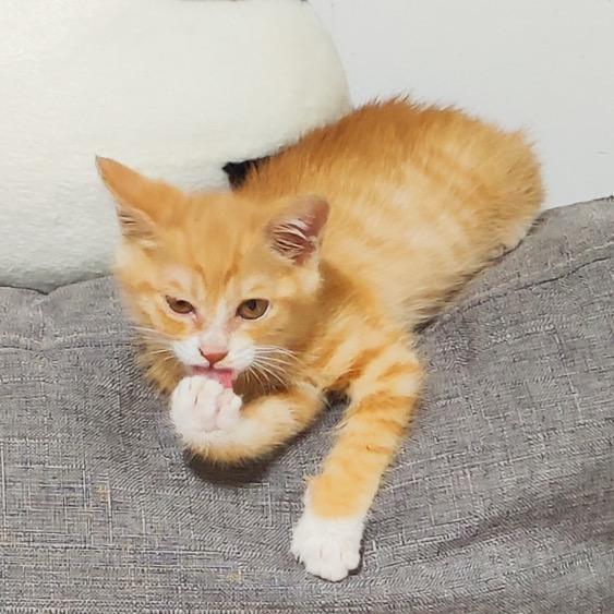 金宝是只小猪咪