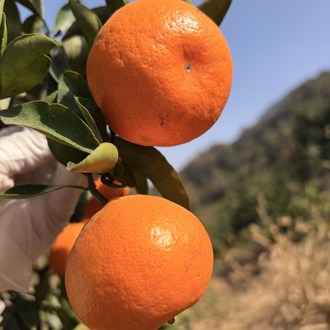 临海涌泉小姨子蜜桔