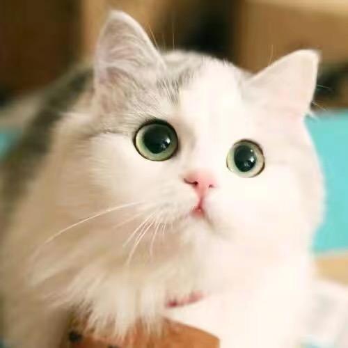 小葡萄⁹¹¹