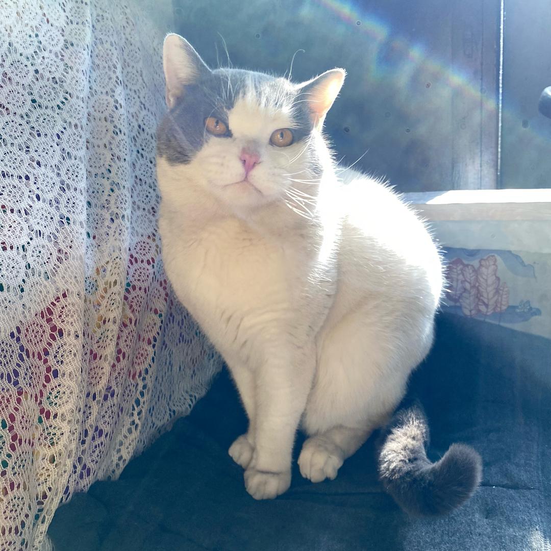 独一无二的肉肉吖