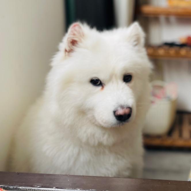 大馍君