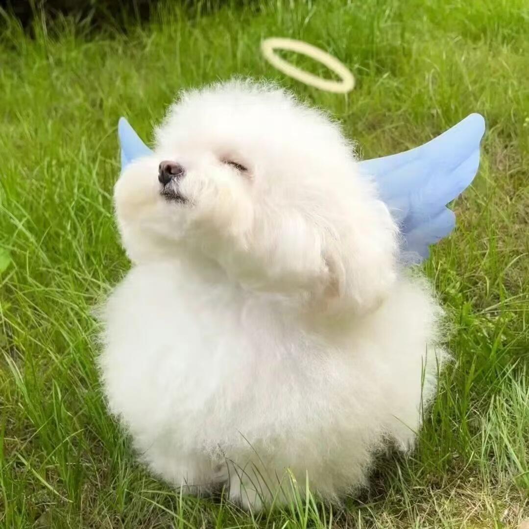 小团子🌈