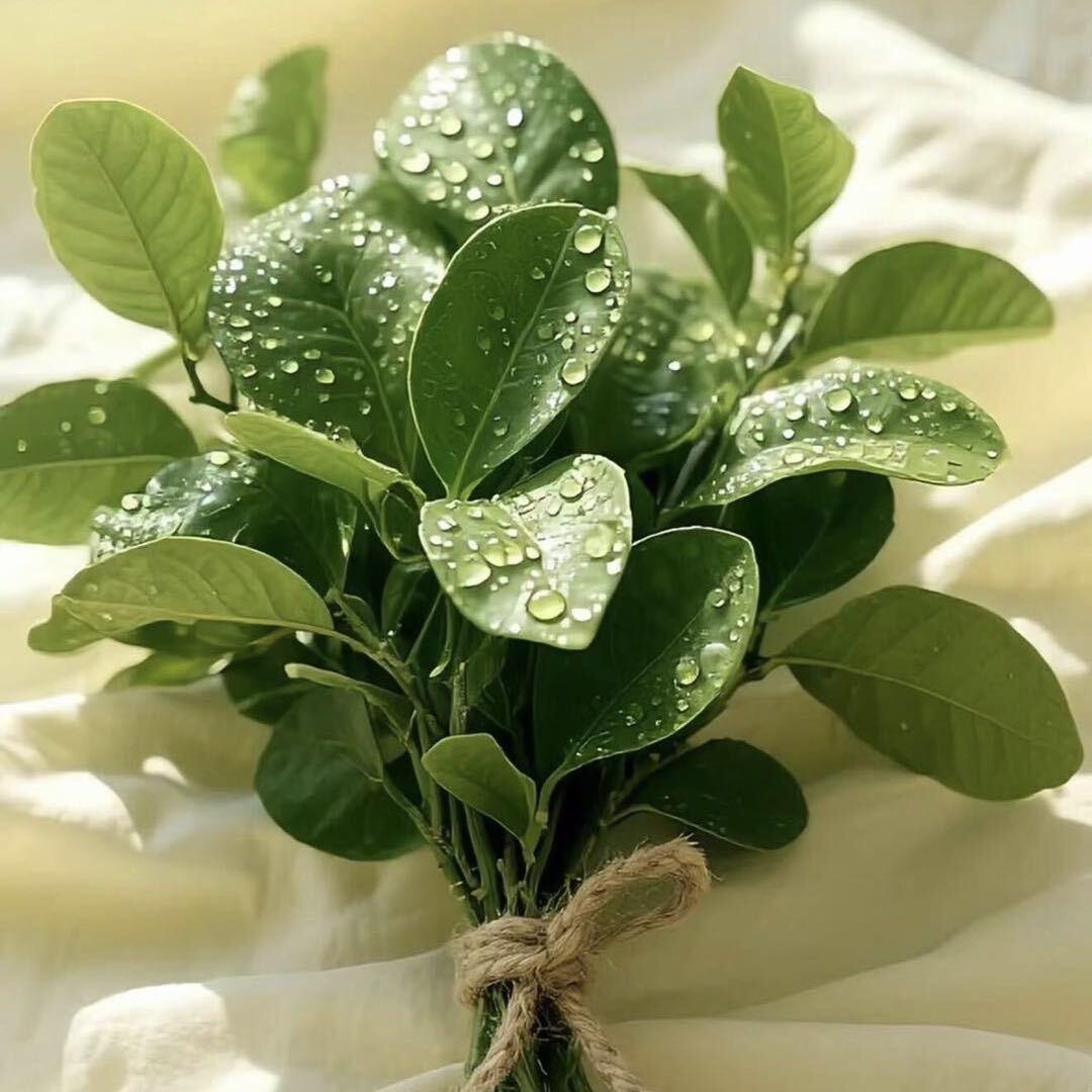 @多喜乐♥(｡￫v￩｡)♥