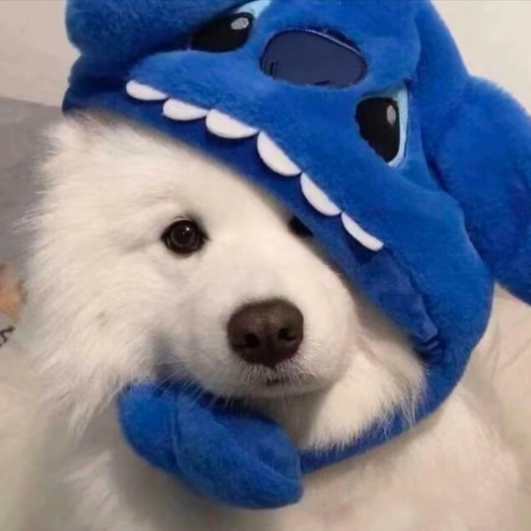 猪猪琼还是猪猪侠