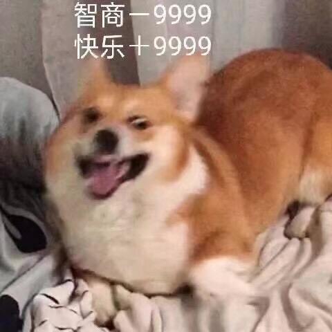 嚣张的神经猪