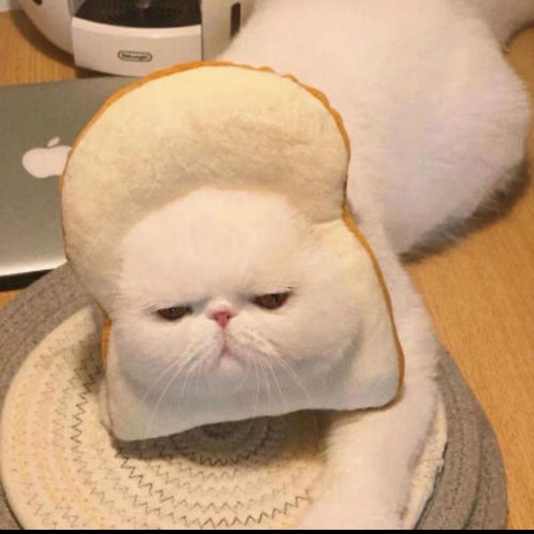 AA鱼头哥