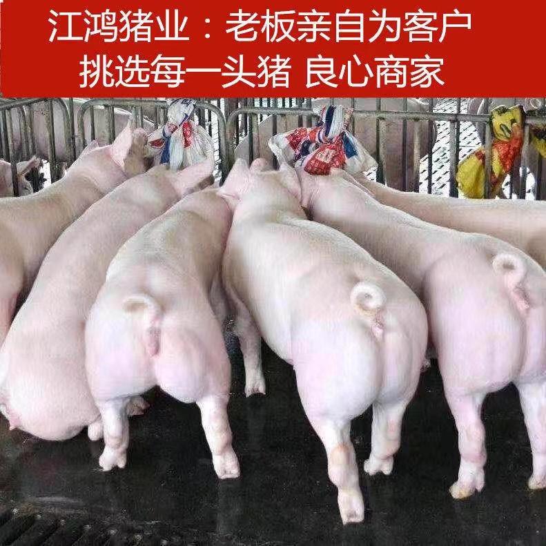 江鸿猪业