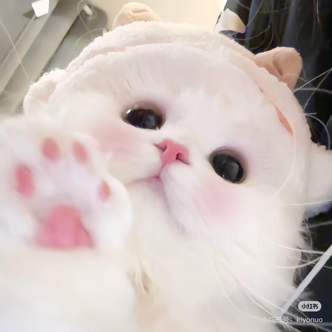 淼淼🦄