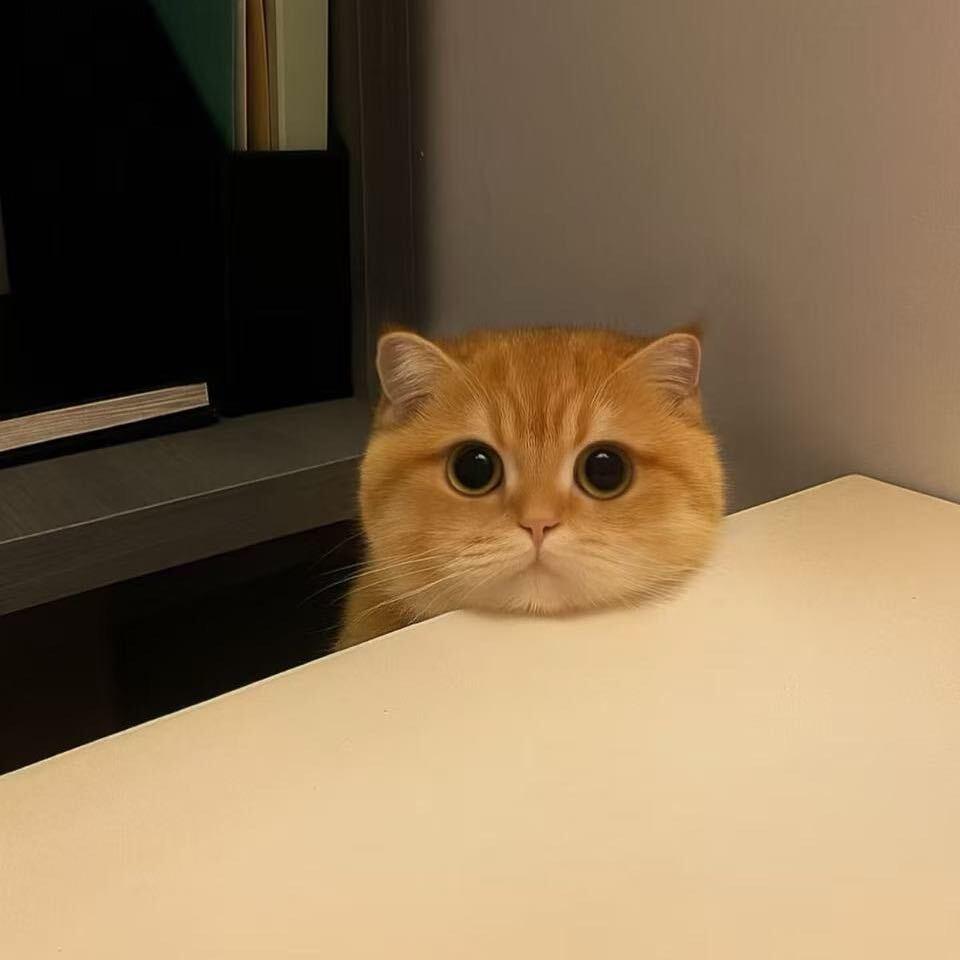 是魏薇薇啊☀️