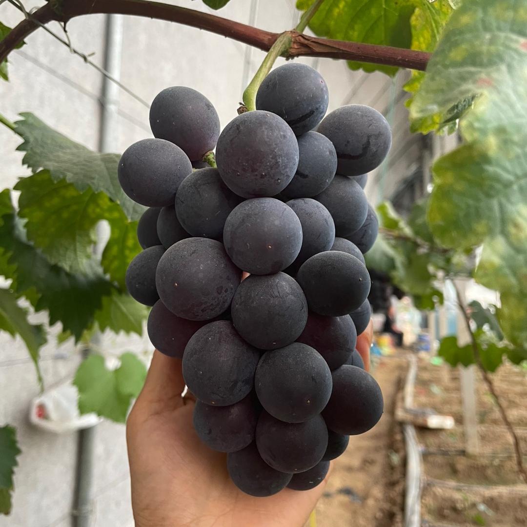巨峰葡萄-小韩