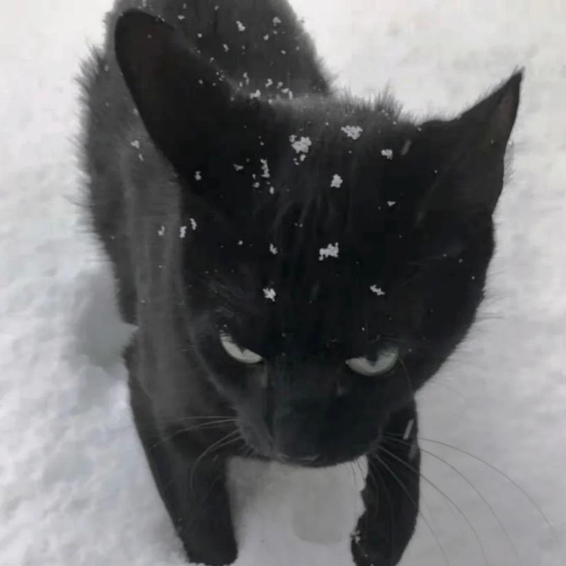 猪咪。
