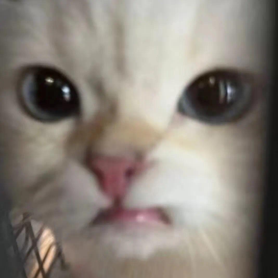 钉崎