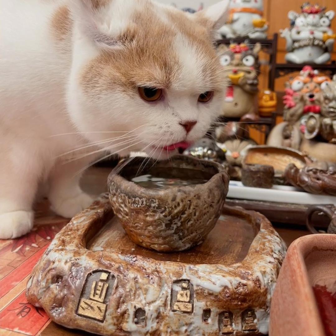 蒙小茶