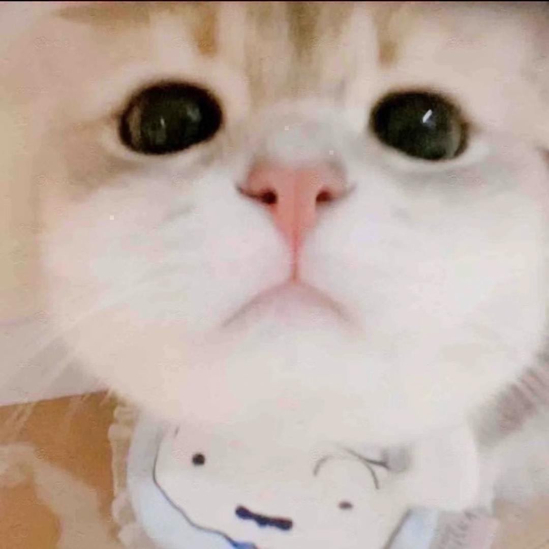 小猫你个人机˶° ω °˶