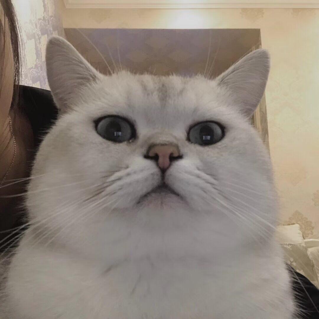 小阳的喵仔🐱