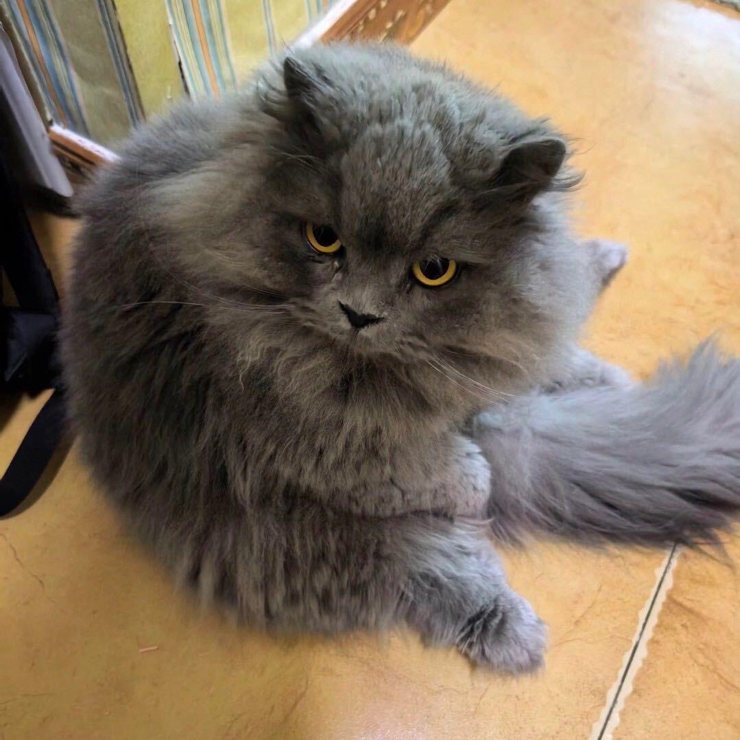 汁蒽