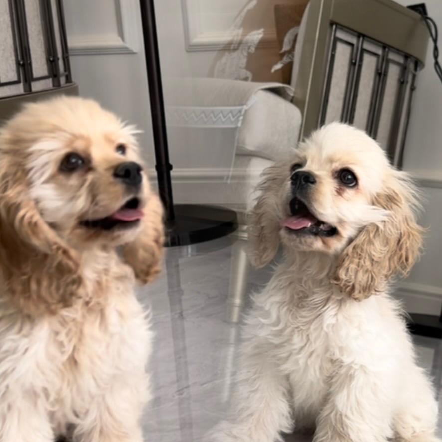 兰州萌点宠物生活馆