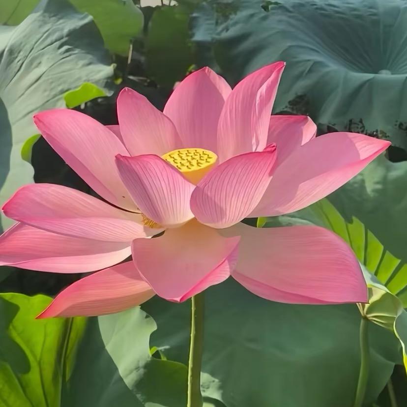 @清～心@