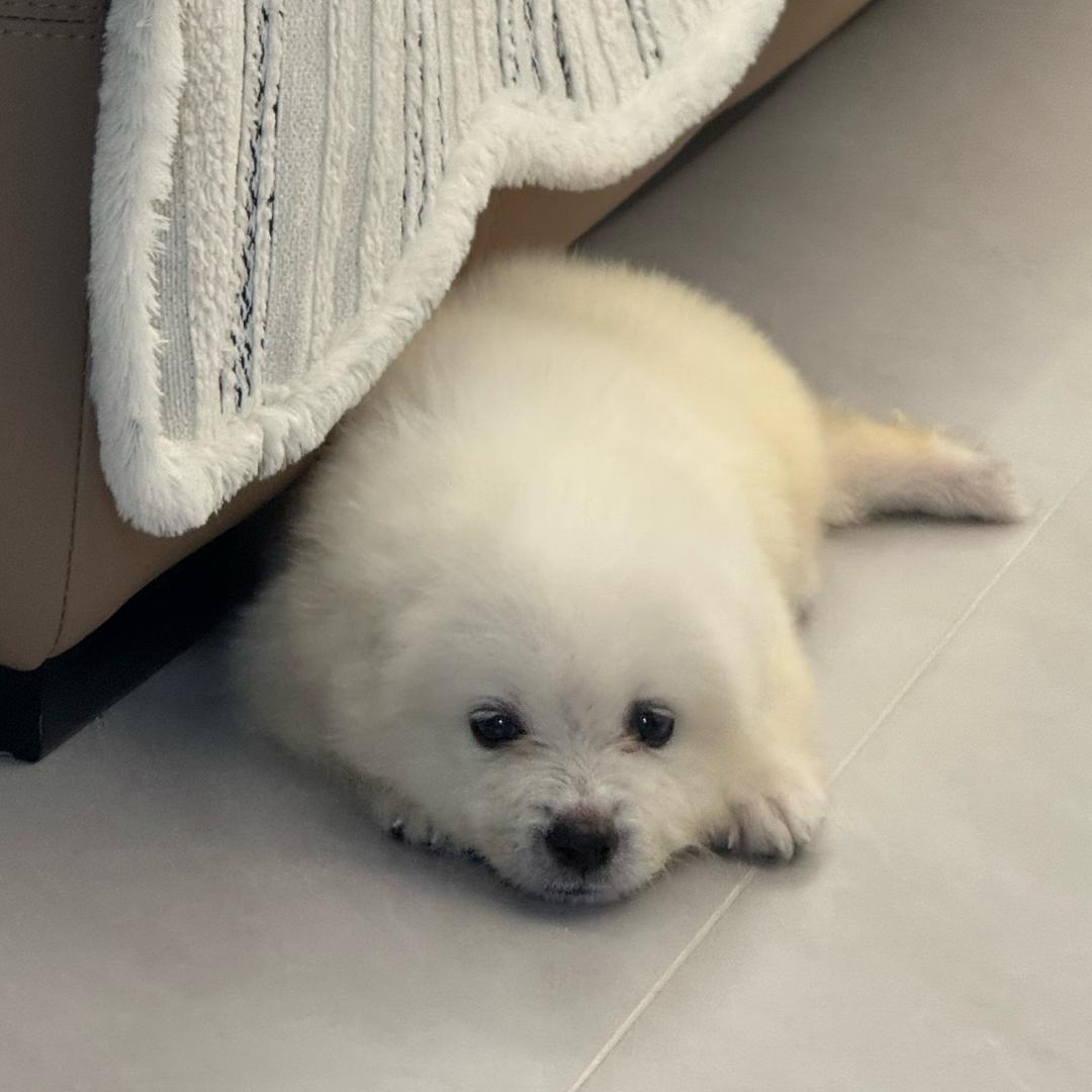 皮蛋🐶耶耶