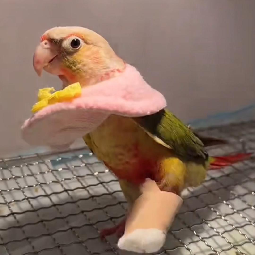 晶晶的鹦鹉🦜