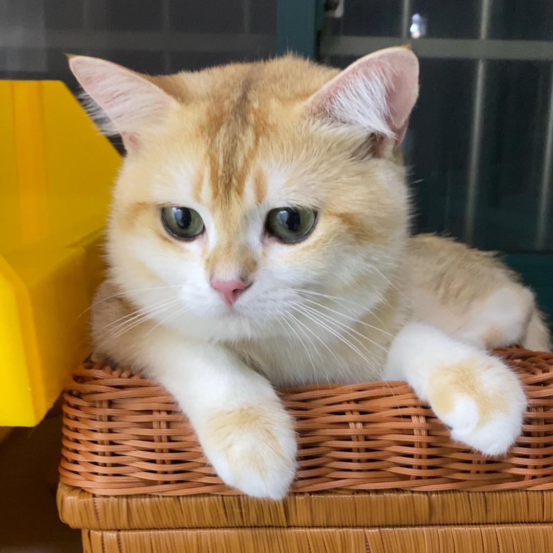 汪汪哥和喵喵弟