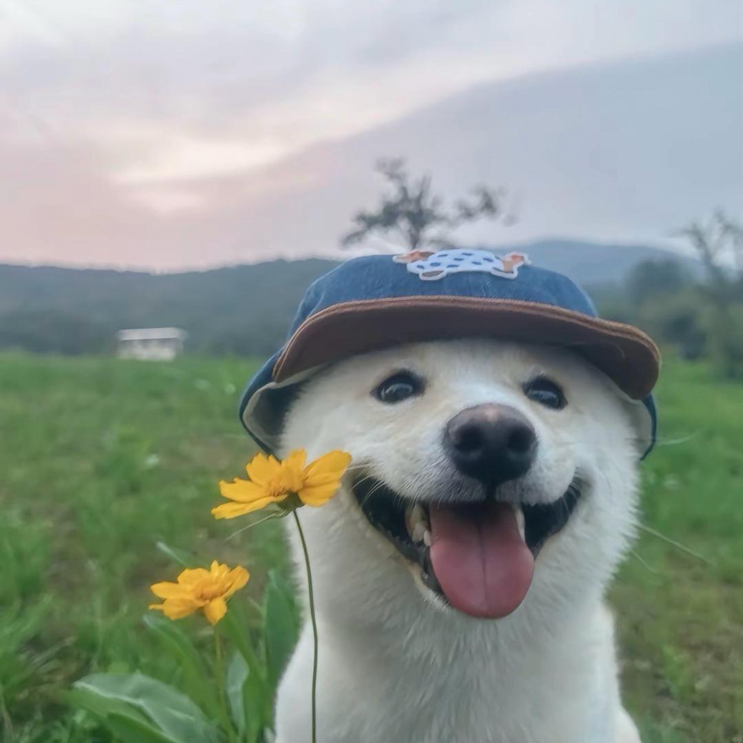 聚散在风中