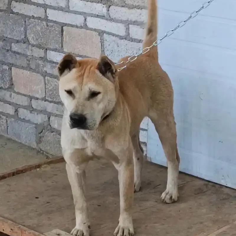 广西景龙猎犬一手货源