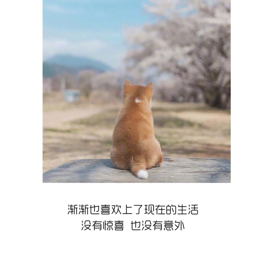 小达