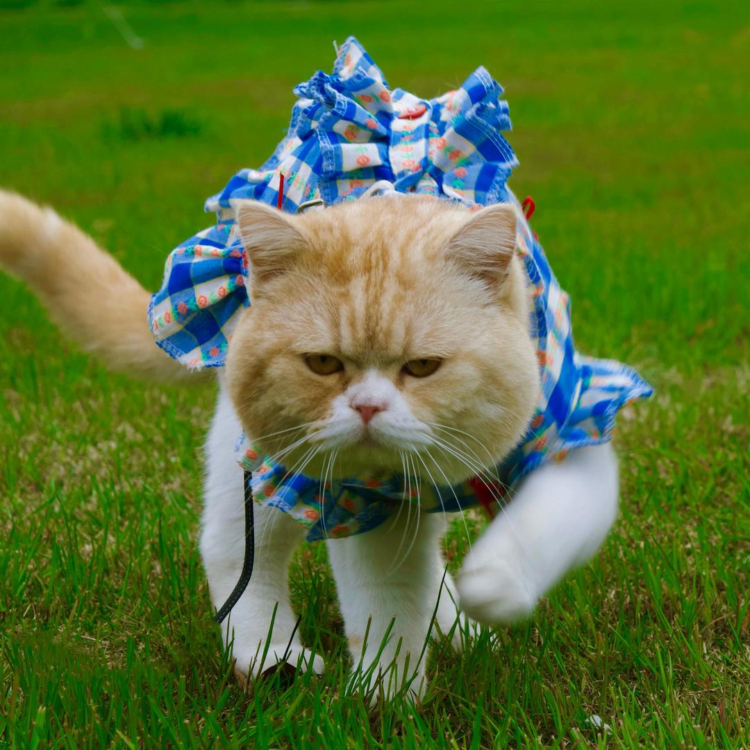 圆宝是只招财猫😻