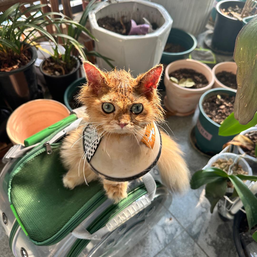 元宝是只小秃头