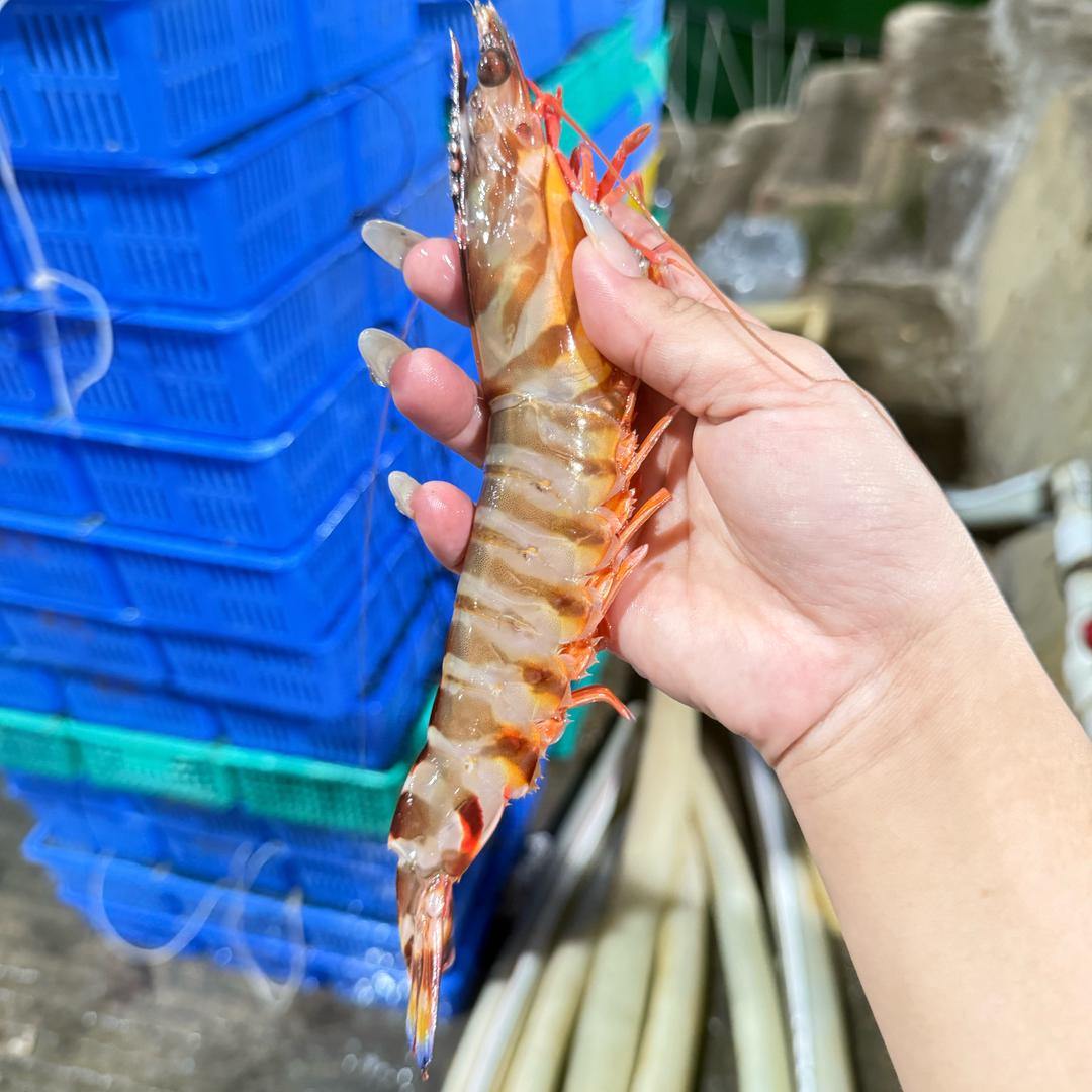 黑妹妹(码头海鲜批发)