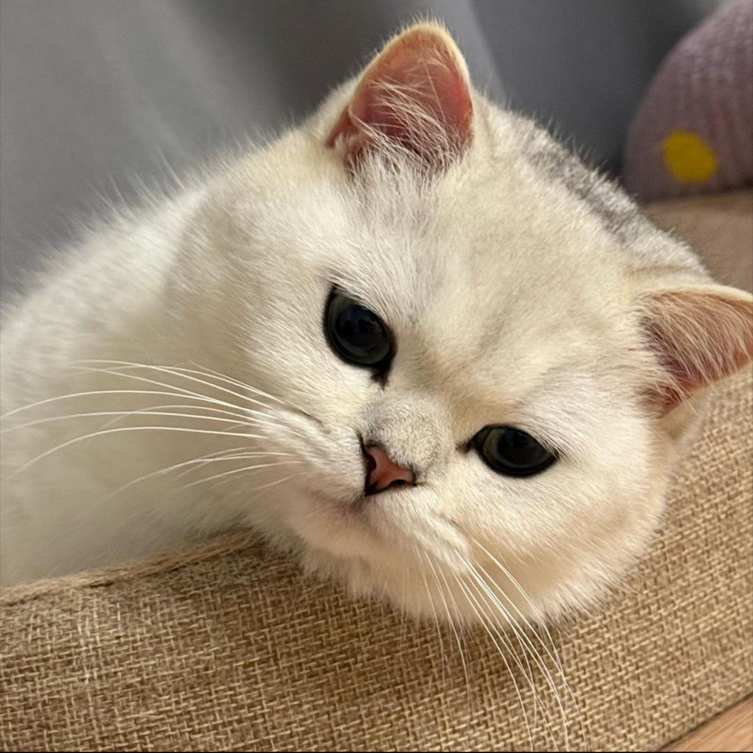 阿呦